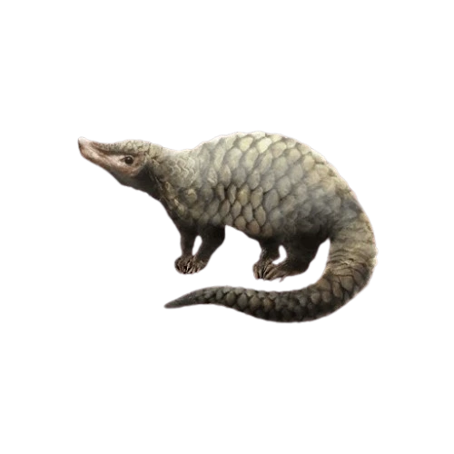 Tree Pangolin (2)